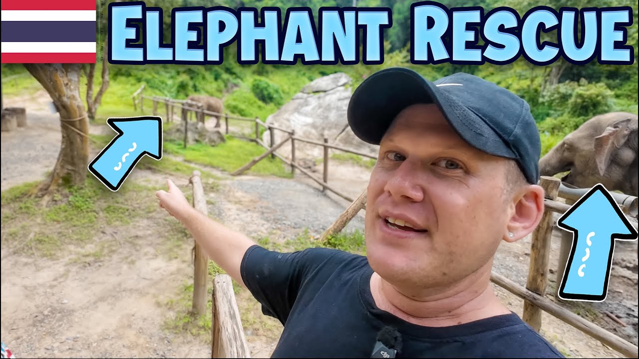 Самый этичный заповедник для слонов в Таиланде, расположенный в глубине джунглей Чиангмая