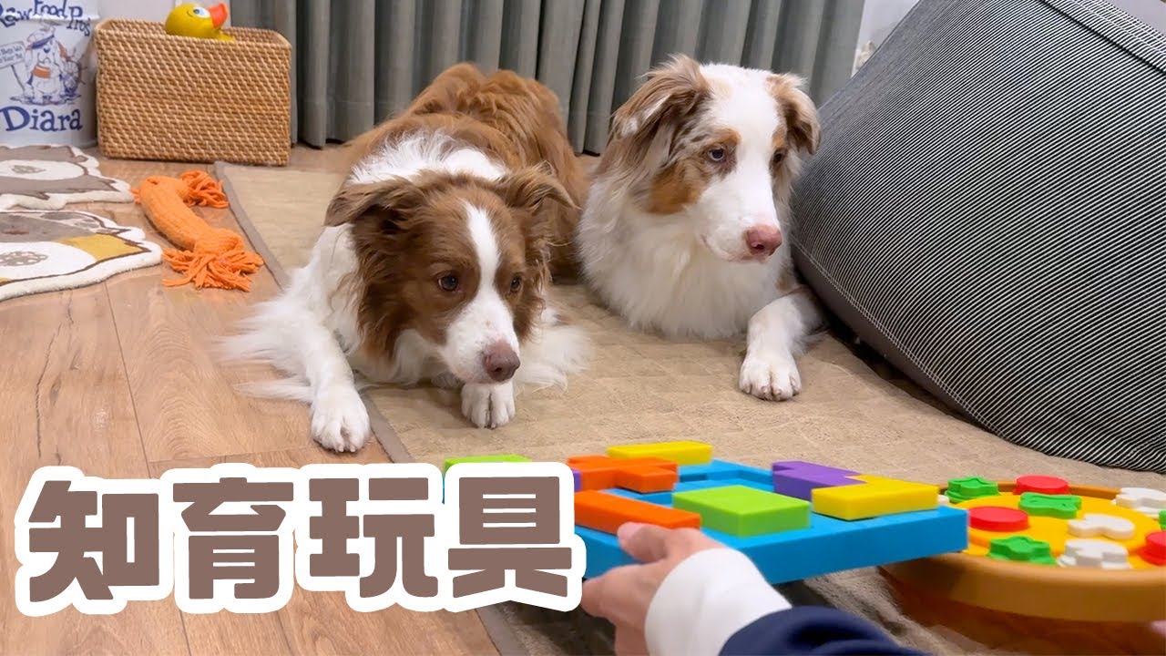 頭を使うのが好きな子と賢いけどパワープレイの子が知育おもちゃで遊び