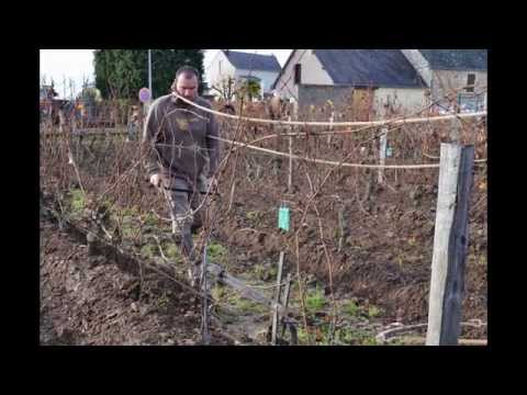 Bourgueil : le clos de Rochouard labouré avec des chevaux