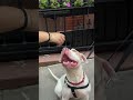 Brow 179442 enjoys time out of the shelter
