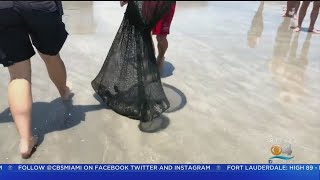 Alligator Captured After Being Spotted In Ocean Off Jacksonville Beach Alligator Captured After Being Spotted In Ocean Off Jacksonville Beach
