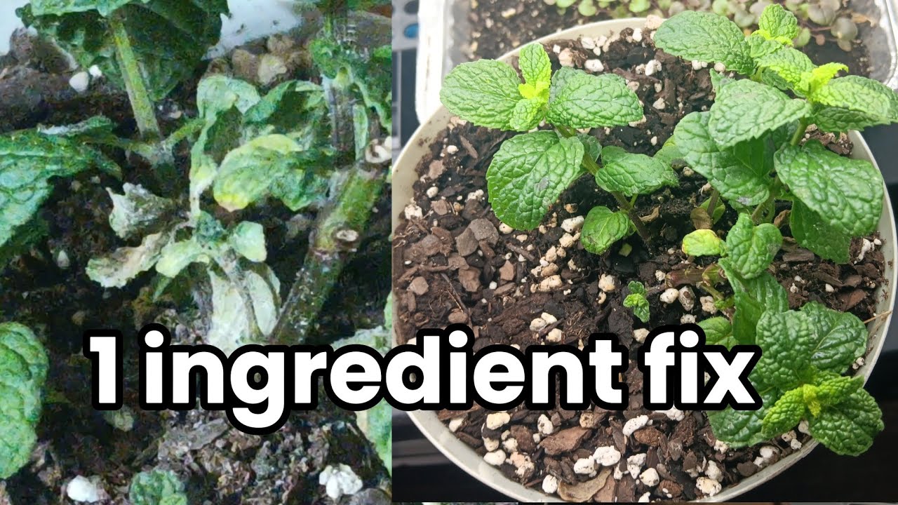 Powdery mildew on mint? This simple spray stops it cold