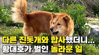 진돗개 황구 황대호가 다른 진돗개와 합사하자 아주 놀라운 일이 일어났습니다