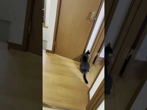 お父さんのためにトイレのドアを開けてあげる猫 #Shorts