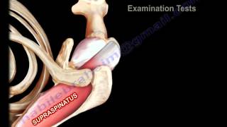 Anatomy Of The Supraspinatus Muscle - Everything You Need To Know - Dr. Nabil Ebraheim