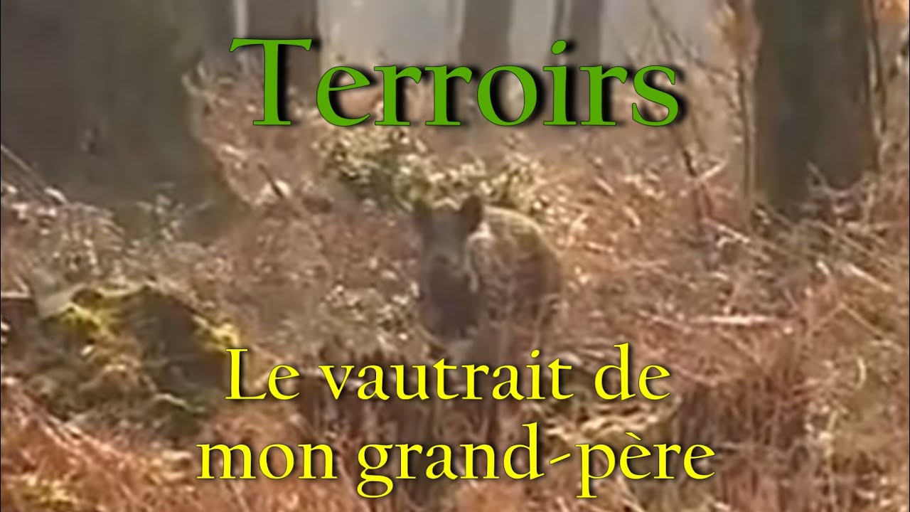 Terroirs : sangliers, le vautrait de mon grand père