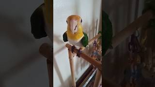 #cute #funny #beautiful #bird #nature #love #fun #enjoy #explore #like #shorts #video #nyc #usa