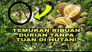 TEMUKAN RIBUAN DURIAN DI HUTAN! #ajakbicarasukumante