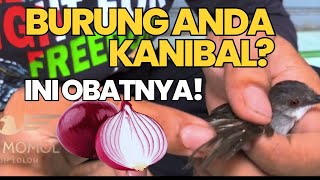 MENGATASI BURUNG KANIBAL! #tutorial #burungkicau #kicaumania #burung #viral #hewan #ciblek #vlog