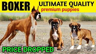 Price Dropped | Best quality Boxer puppies for sale
