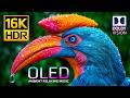 Ultimate Massive OLED Display Test Video 🌿 16K HDR 120fps Dolby Vision (4K &bull; 8K Ultra HD TV)