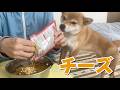 【カリカリASMR】チーズが匂うとせっせと食べる柴犬小夏