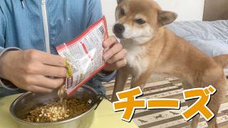 カリカリAsmrチーズが匂うとせっせと食べる柴犬小夏