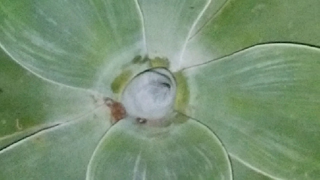 брдм-2 Die Drachenbaum-Agave (Agave attenuata) #Agave #Mexico #Spanien #Drachenbaum #Schwanenhals #Flower