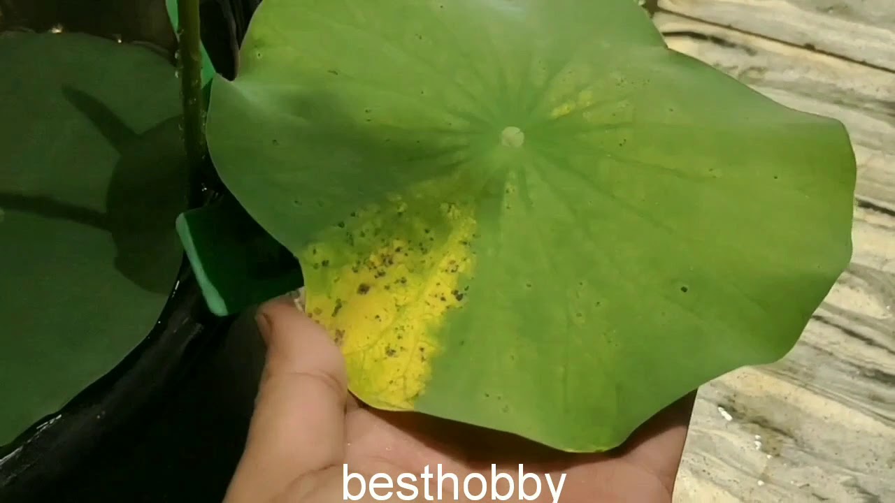 Daun tanaman bunga lotus menjadi kuning, coklat? Ini solusi mengatasi masalah daun lotus /nelumbo
