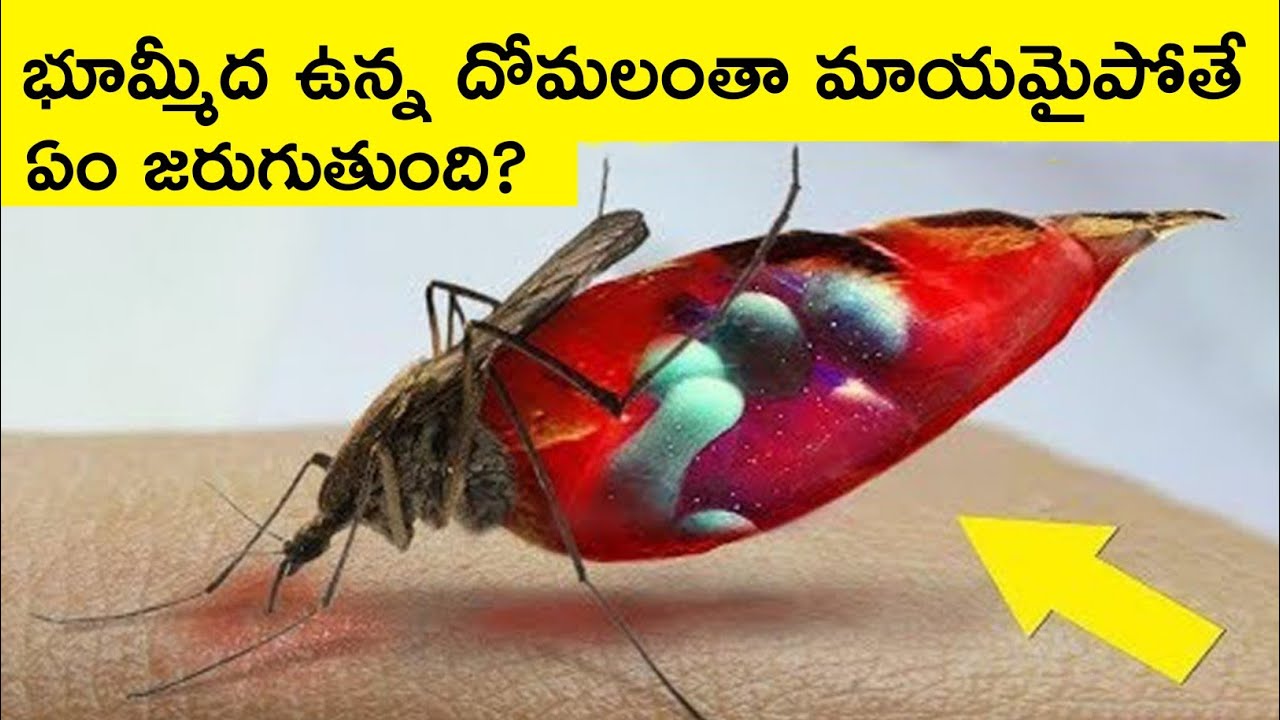 what would happen if mosquitoes disappeared Bmc facts Telugu YouTube