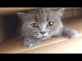 飼い主に構ってもらえずスネちゃった猫ちゃんがこの子です...