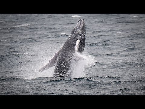 Videó: Miért eszik az emberek a bálnavadászatot?