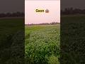 Gaon 🏡👳🏼♀️86/365 #ganvkilifestyle#nature #trending #viralvideos #shorts #villagerlifestyle#farming