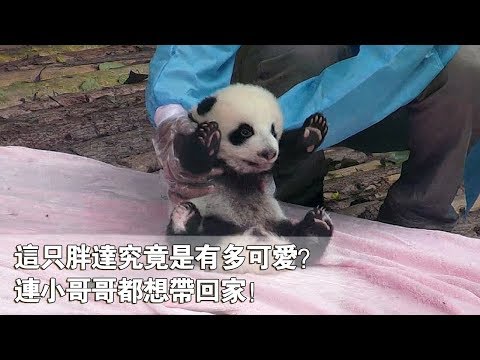 《熊貓早晚安》這只胖達究竟是有多可愛？連小哥哥都想帶回家！ | iPanda