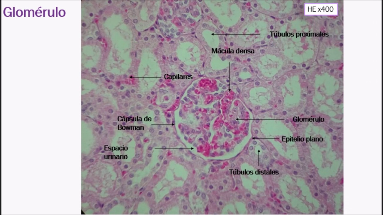 Ntic: histología del riñón - YouTube