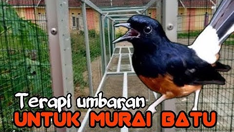 TERAPI UMBARAN MURAI BATU || RAWATAN BURUNG MURAI BATU