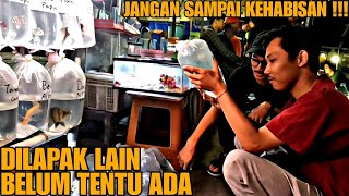 DILAPAK LAIN BELUM TENTU ADA !!! UPDATE HARGA IKAN PREDATOR DAN TANKMATE DI JATINEGARA TERBARU