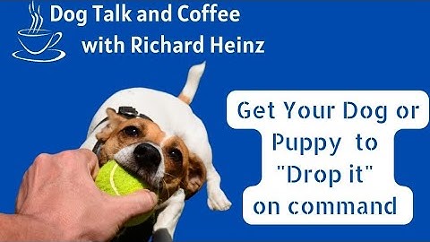 "Drop it" on command - DOG TALK AND COFFEE☕ with Richard