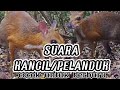 SUARA Asli KANCIL, PELANDUK, NAPUH|| Sangat Cocok untuk berburu