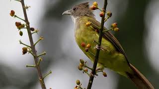 Download Lagu MASTERAN KAPAS TEMBAK SADIS GACOR PARAH MP3