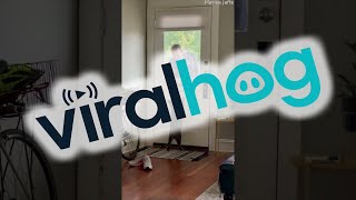 Cat Greets Mailman at the Door || ViralHog