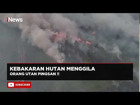Makin Parah!! Kebakaran Hutan di Kalimantan Sampai Bikin Orang Utan Pingsan