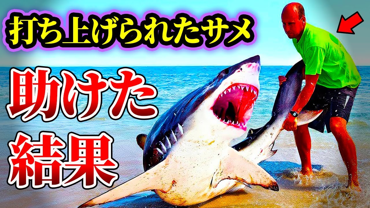 Slow commentary] After rescuing a beached great white shark