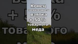 Конец сверхпозднего взятка. +50% меда