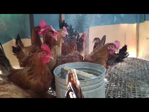 مسابقه والفايز 5بطات من القمر دول