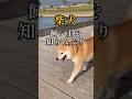 せっかく待ってたのに堂々と素通りする柴犬#柴犬の日常#柴犬との暮らし#いぬのきもち#shibadog#doglife