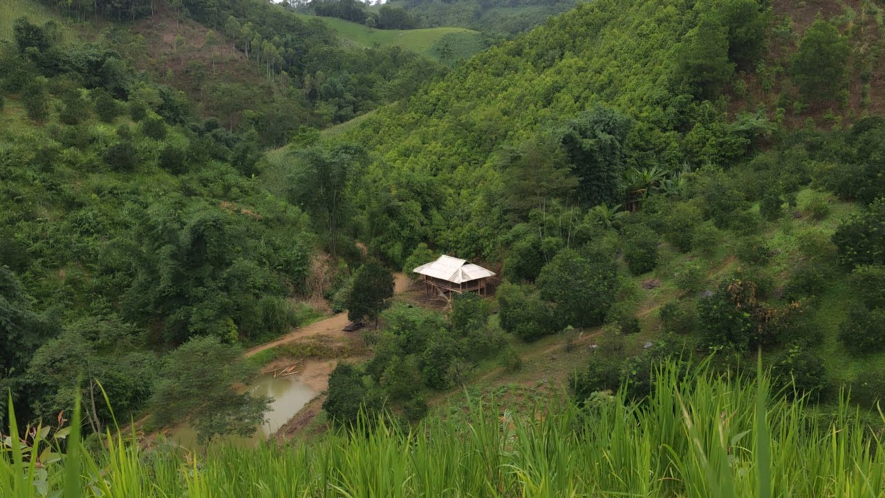 Sung A Pao Gardening & Cooking Wild Banana Blossom – A Mountain Dish Even Better Than Meat 