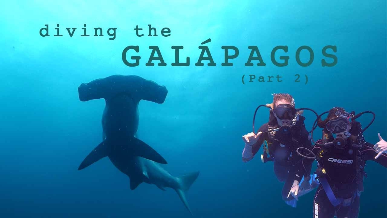⁣Diving the Galápagos: Our Wildest Encounters Yet 🦈🌊 (EP021)