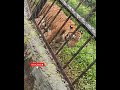tiger roaring -tiger walk -#tiger #savetigers #chennai #vandalurzoo #ytshorts #subscribe