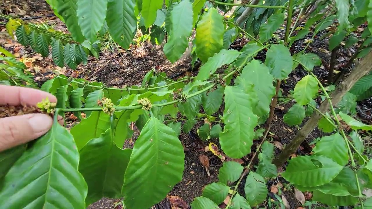 Hoàn thiện hệ thống tưới cà phê thả ngọn và tưới đợt 2. 