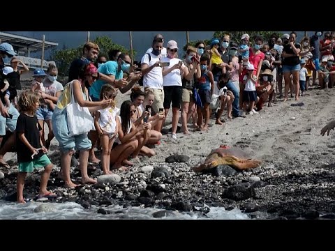 In Reunion Island, sea turtles equipped with beacons to help meteorologists