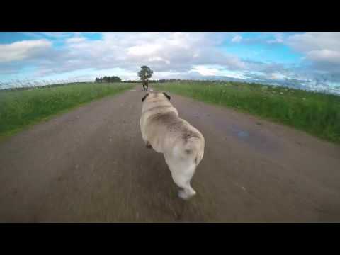 Video: Mikä Mopsi Koira
