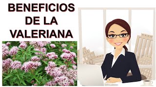 BENEFICIOS DE LA VALERIANA