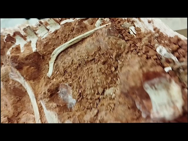 Rare Dinosaur Skeleton Exposed in Brazil After Erosion From Catastrophic Flooding - YouTube