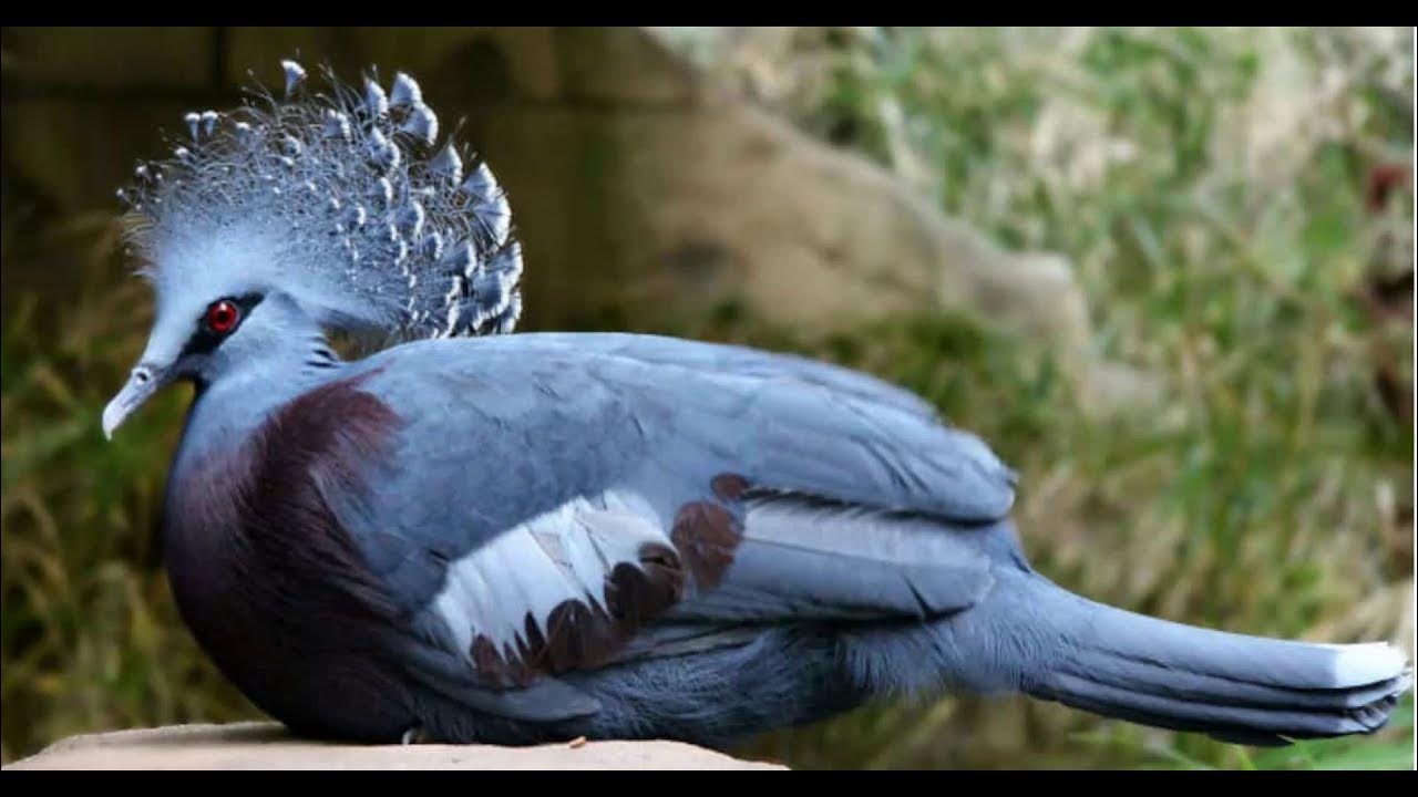 Птица из новой гвинеи 6 букв. Веероносный венценосный голубь. Веуроносный вунценосный голубь. Веероносный венценосный голубь птицы новой Гвинеи. Верееносный весценоснвф голубь.