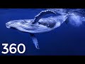 VR 360 Diving Whale Jellyfish Turtles 