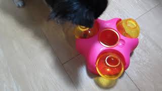 おもちゃで遊ばないチワワが！ 知育トイ 犬  猫 が遊びながら学習。ストレス発散 おやつ おもちゃ チワワ Part.1