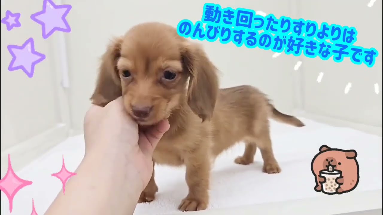 価格の安いMIX犬（父：ロングチワワ2.4㎏ 母：カニンヘンダックス3.2
