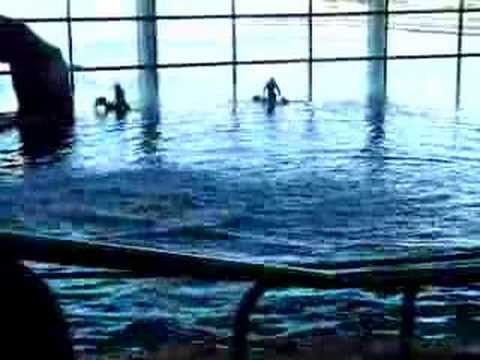 chicago-shedd-aquarium-dolphin-show