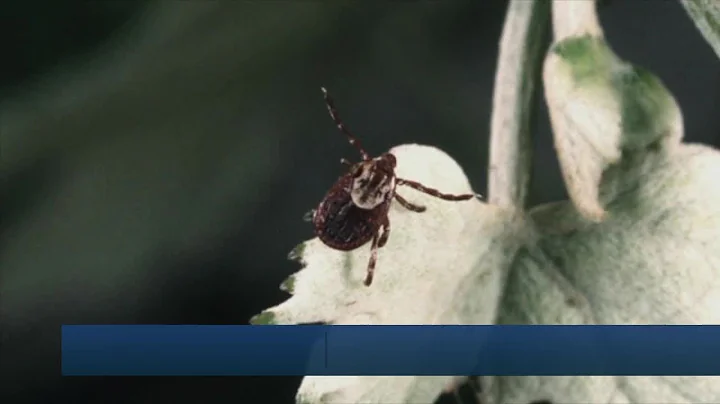 Tick season underway in Michigan